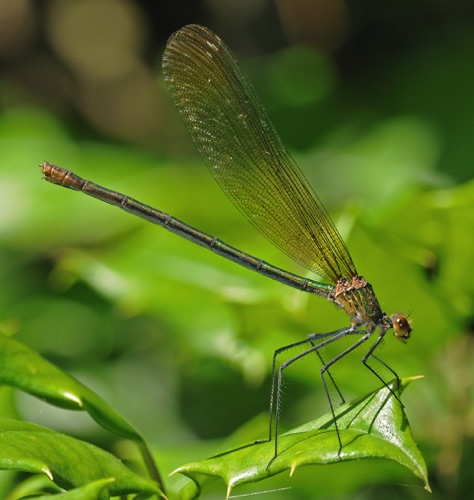 Female
15 June 2010  Union